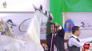 Italian Nationals 2019  Senior Mares Championship [upl. by Goth]