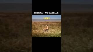 Cheetah vs gazelle 🤯⚡epic hunt cheetah cheetahhunt cheetahhuntgazelle wildlife bigcats animals [upl. by Machute]