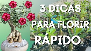 ✔️3 DICAS INFALÍVEIS PARA SUA ROSA DO DESERTO FLORIR RÁPIDO [upl. by Bambie478]