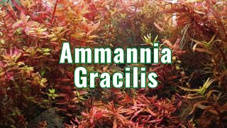 Ammannia Gracilis  Aquarium Plant Info [upl. by Kella]