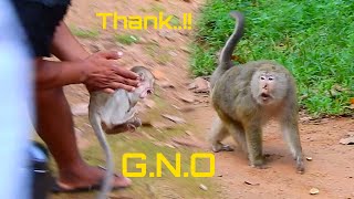 Thank GNO for bring poor little monkey Briar to rescue Mother cry calling her baby [upl. by Einej877]