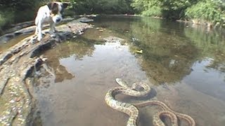 Jack Russell Terrier vs Snake [upl. by Chemaram]