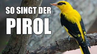 Pirol  Vogelstimmen lernen [upl. by Ecinerev]