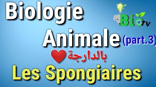 les spongiaires  biologie animale part2 [upl. by Garth]