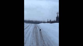 Marten hunting rabbit  Mistissini Quebec [upl. by Audwin799]