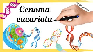 El Genoma Eucariota  Eucromatina y Heterocromatina [upl. by Broek]