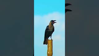 Raven perched Tree with clear sky raven clearsky perched bird bamboo nature wildlife HA99347 [upl. by Eahs]