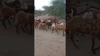 animals desertanimals goats of thar comming to home [upl. by Lad]