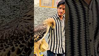 Baaz Nhi marte 🦅🤬🔥 baazigar bird short youtubeshorts [upl. by Serena]