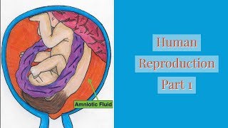 Human ReproductionPart 1 Leaving Cert [upl. by Anoerb473]