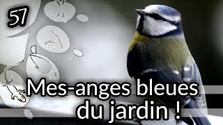 Ep57 mesanges bleues du jardin  oiseaux  nature [upl. by Ceciley]