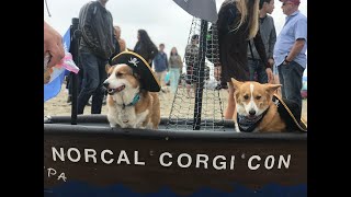 Corgis come together for Corgi Con [upl. by Hakym]