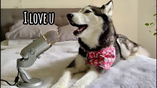 My Husky Whispers Into The Microphone For 3 Minutes SO CUTE [upl. by Jacquette]