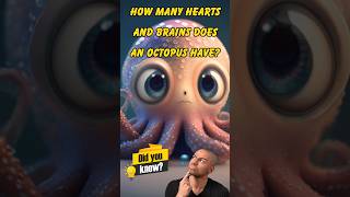 How Many Hearts and brains Does an Octopus Have [upl. by Leland]