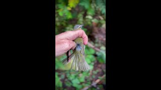 redeyed vireo [upl. by Yonina288]