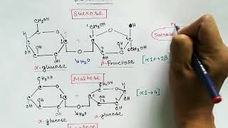 Disaccharide and polysaccharide  Carbohydrate part 3 [upl. by Patricio]