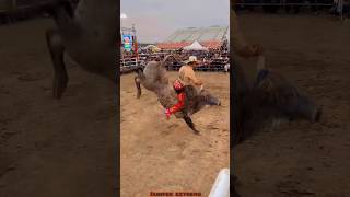 JARIPEO EXTREMO MONTA DRAMÁTICA PARA CHAPARRO DE NAYARIT😱😱🔥 jaripeo shorts [upl. by Ameerak889]