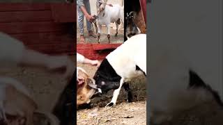 Yeh hai wajah dehorning ki rooftop GOAT farming facts cute kids earn [upl. by Scheers]