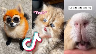 The CUTEST TikTok ANIMALS that will MAKE YOUR DAY [upl. by Docia]