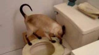 A Siamese Cat Using Toilet [upl. by Orfinger40]