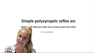 Simple polysynaptic spinal reflex arc  the 5 components [upl. by Omar]