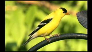 Wild Birds Unlimited  EcoClean® Canada Eastern Birds [upl. by Ardied179]