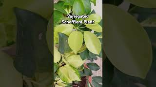 Variegated Schefflera Plant ornamentalplant beautifulleaves Rajshreecreation2024 [upl. by Akedijn]