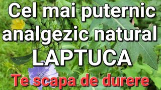 Tratează DurereaDepresiaInsomniaStresulFicatul Puternicul remediu natural [upl. by Wakeen]