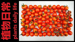 Growing Sweet Million Tomato from Seeds to Harvest in 166 Days [upl. by Albertine358]