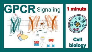 GPCR signaling explained in 1 minute  GPCR signaling pathway  cell bio in 1 minute [upl. by Halda]