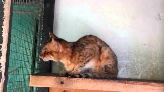 Arabian Wildcat Felis silvestris gordoni at Dubai Zoo 12102013 [upl. by Anihsat340]