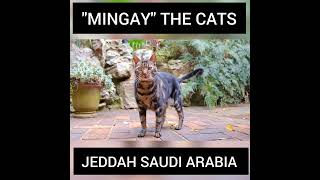 MINGAYS animals cat short saudi cats catlover saude shortsvideo ksa shortvideo shorts [upl. by Ebneter46]