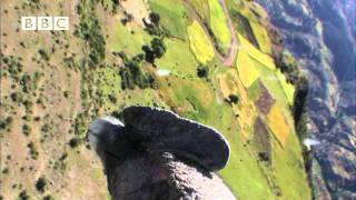 Condor cameraman Birdcam films birdseye view of Andes Earthflight [upl. by Severson989]