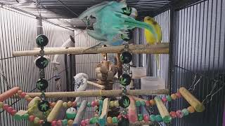 budgies  playing singing having fun [upl. by Tobi]