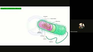 Bio IGCSE OL Unit 1 part 3 Procaryotes protoctist anf fungi [upl. by Scharff]