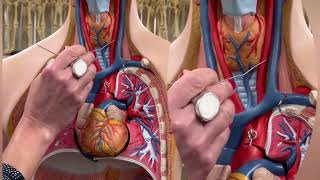 Dr Benaduce Aortic Arch Branches PLUS Easy way to remember external amp internal carotid arteries [upl. by Nilyarg786]