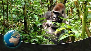 Gorillas  Kings of the jungle [upl. by Connor558]