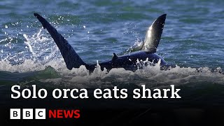 Killer whale hunts and eats great white shark  BBC News [upl. by Corissa]