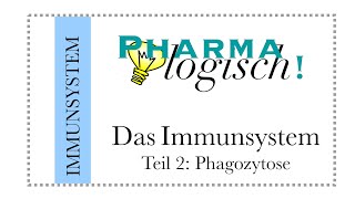 Das Immunsystem  die Phagozytose [upl. by Nossah]