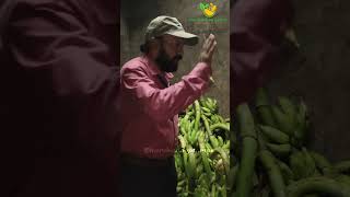 Natural Banana Ripening by Farmer shorts telugu trending banana [upl. by Ebenezer]