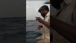 Catching Rosy Snapper Fish Using Sardine Pieces as Bait fishing fishingvideo oceanfishing [upl. by Ynnam89]