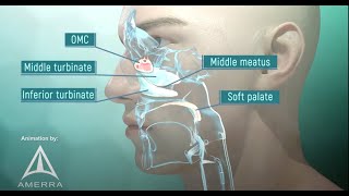 Tour of the Nasal Passage  3D animation [upl. by Yrreb]