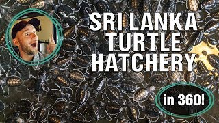 A virtual tour of a Sri Lankan turtle hatchery [upl. by Adhamh865]