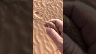 facts about sand fish  sandfish lizard lizard shorts [upl. by Kucik]