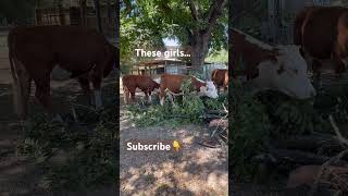 Hereford Cleanup hereford cow cattle farm farming agriculture cowlover job cows homestead [upl. by Maitund]