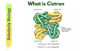 Gene vs Cistron  Molecular Basis of Inheritance  Biology Class 12NEET [upl. by Tinor]