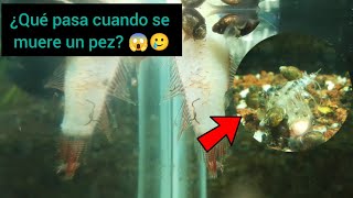 ¿Qué pasa cuando se muere un pez 🏞️🐟 Y la importancia de los Caracoles 🐌 [upl. by Mathilda280]