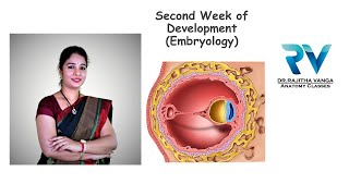 Second Week of Development General Embryology by Dr Rajitha Vanga [upl. by Horvitz]