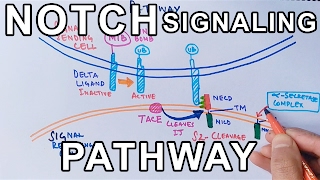 Mechanism of NOTCH SIGNALING PATHWAY [upl. by Devora]