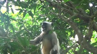 Amazing Angry Langur monkey Sounds [upl. by Oyr]